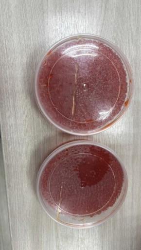 В Чувашии полицейские задержали подозреваемого в серии мошенничества волгоградца, который входил в доверие, угощая морепродуктами якобы из Сахалина