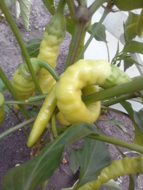 Острый перец 'Бараний рог': идеальный выбор для вашего огорода