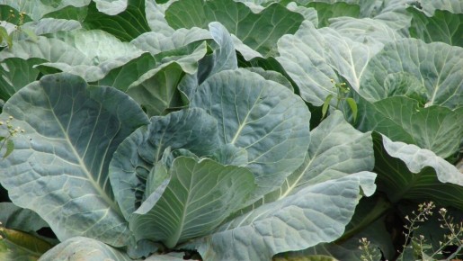 ��� �������� ������� �� �������