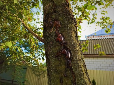 ����������� ������ ����: ����������� � ��������� � �����������