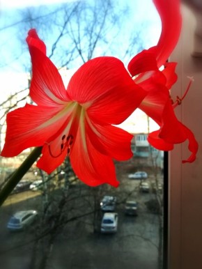 �����������: ��� ��������� ������, ���������� ����������