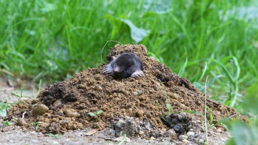 �������� �����: ������� ������������� ������������ ��� ������ ����