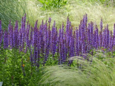 Фиолетовая симфония: лучшие многолетние растения для вашего сада