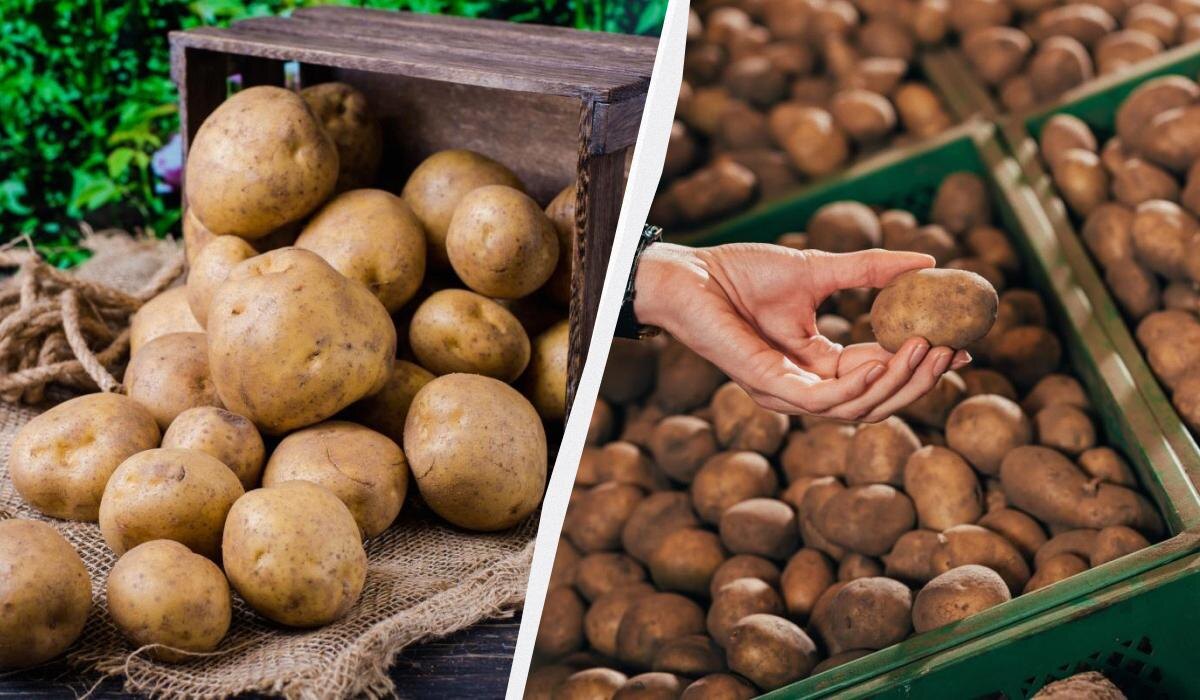 Как сохранить картошку до весны: секреты долговременного хранения