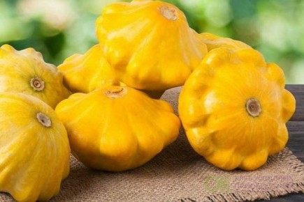 Патиссон Монетка: секреты успешного выращивания и достоинства сорта