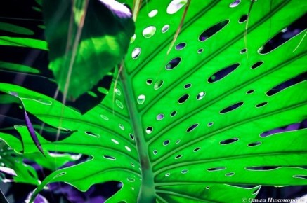 Монстера: секреты ухода и развенчание мифов о растении