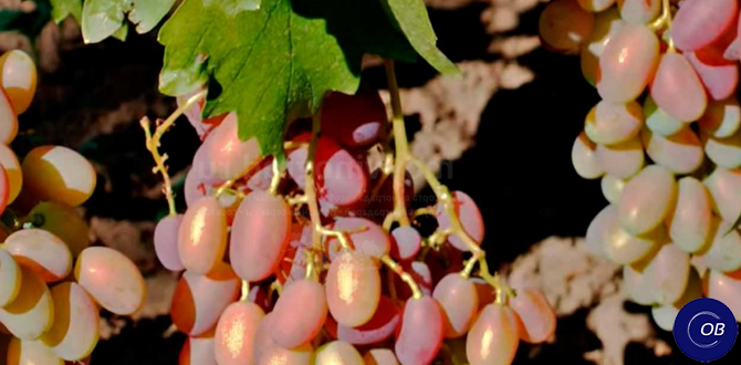 Как правильно кормить виноград для богатого урожая