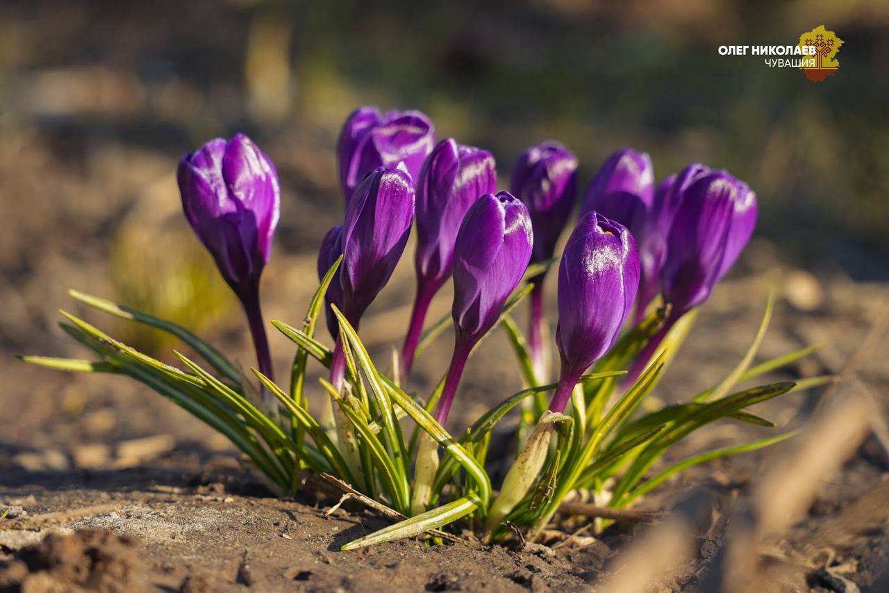 Олег Николаев: Весна вступает в свои права