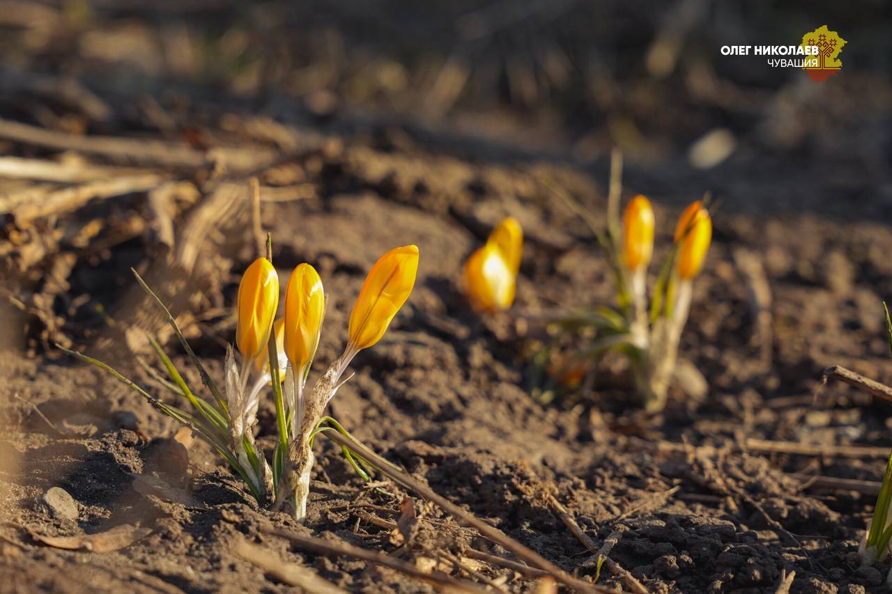 Олег Николаев: Весна вступает в свои права Олег Николаев: Весна вступает в свои права