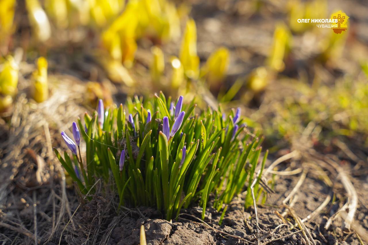 Олег Николаев: Весна вступает в свои права Олег Николаев: Весна вступает в свои права