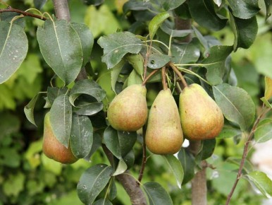 Секреты хранения груш: как продлить их свежесть