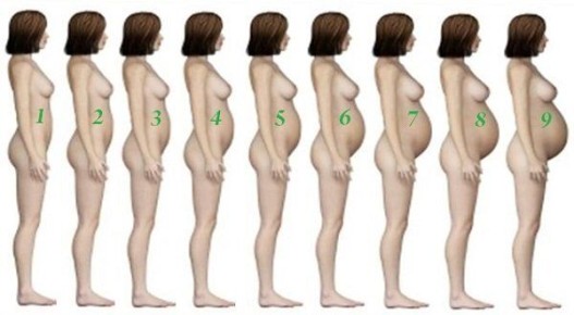Как меняется живот при беременности: важные аспекты