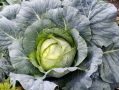 Как вырастить капусту: секреты и советы