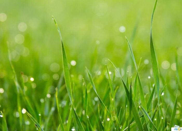 Как ухаживать за газоном: советы по стрижке и уходу