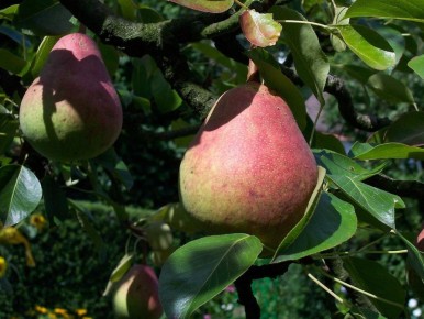 Как соседство с неправильными растениями угрожает вашему саду