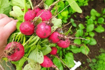 ����� �� ������: ��� �������� ����� �������