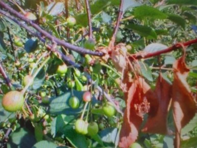 Как выбрать лучшие средства против монилиоза: советы для дачников