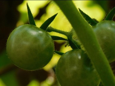 ����������� ������ ���������: ��� ������ � ������� �������� �����������