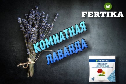 ������� ����������� �������: ���� � ������������ ������