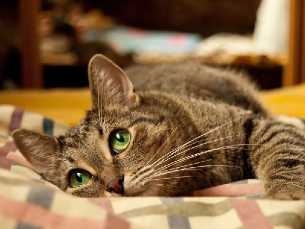 Кошачий характер: как понять женскую психологию