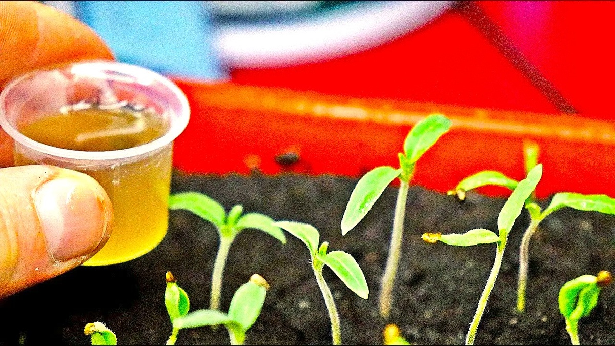 Когда начинать подкармливать рассаду томатов: признаки дефицита питательных веществ