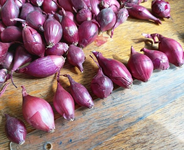 Секреты успешной посадки лука севка весной