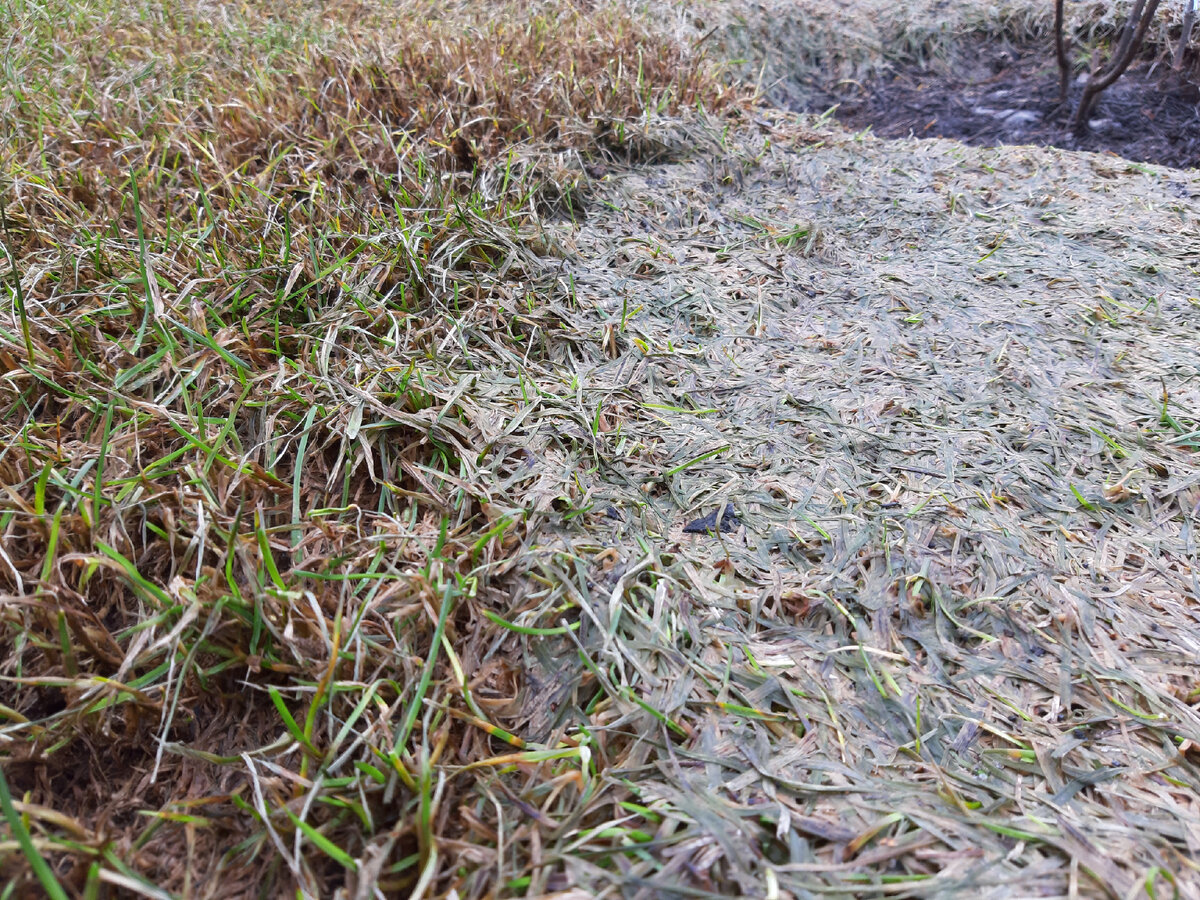 Чистка газона весной: стоит ли испытывать мороз?