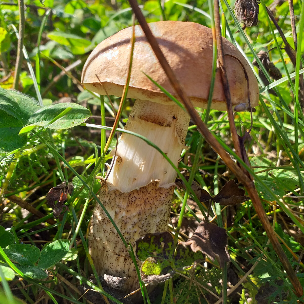 Вкусная зимняя заготовка: икра из лесных грибов с овощами