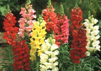 Львиный зев: цветок, который вернёт вас в детство