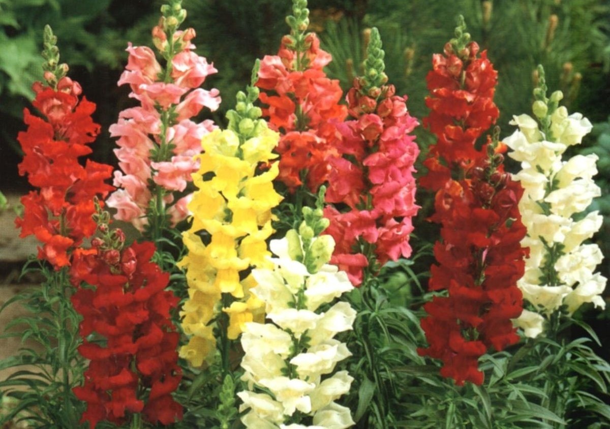 Львиный зев: цветок, который вернёт вас в детство