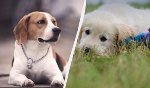 Спокойные и дружелюбные: 13 пород собак с добрым характером