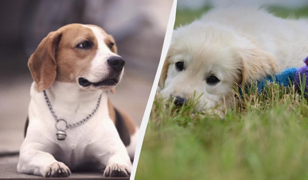 Спокойные и дружелюбные: 13 пород собак с добрым характером