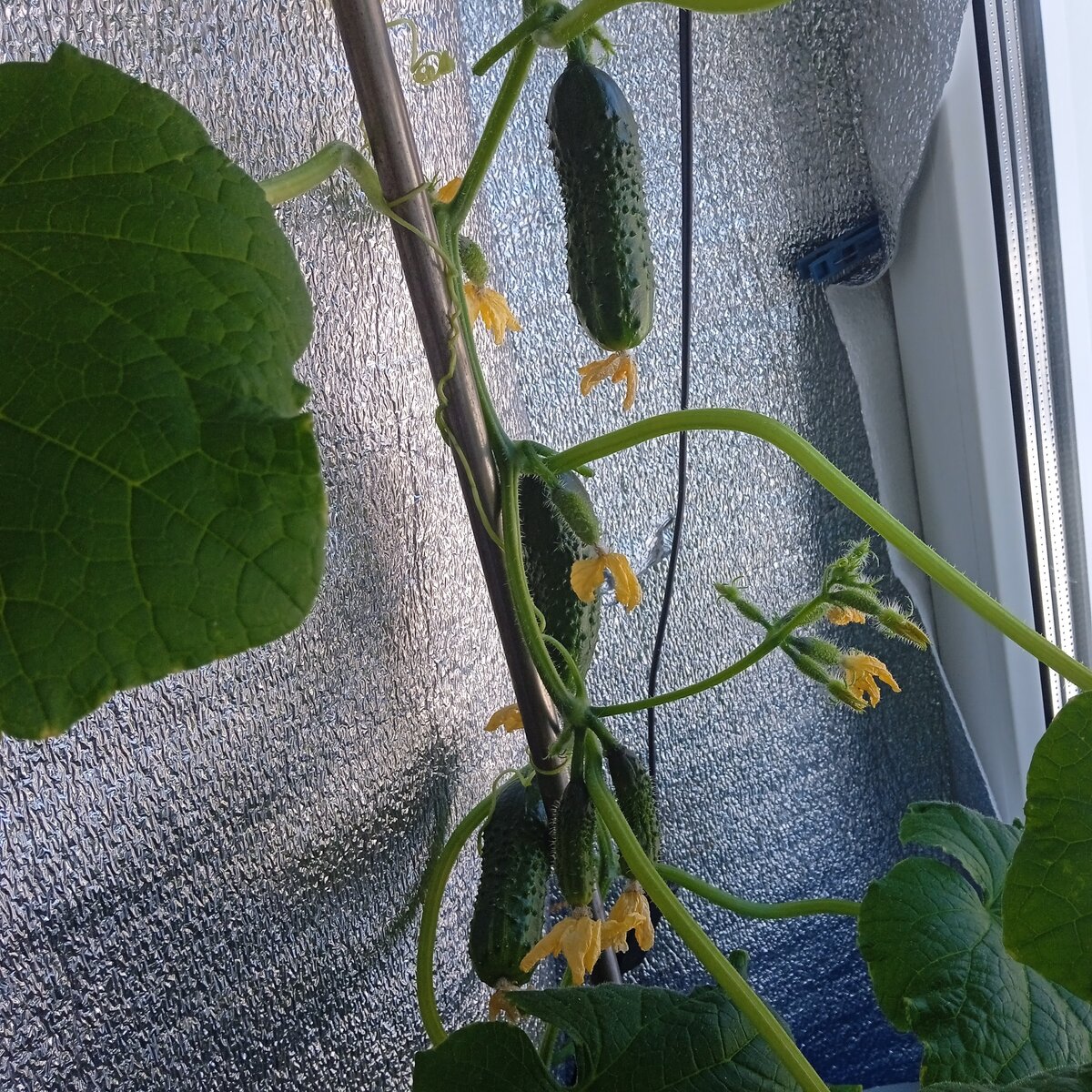 Первые успехи огородника: как вырастить огурцы на подоконнике