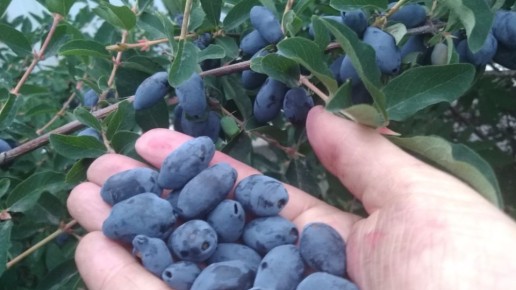 Как избежать осыпания ягод жимолости: секреты долгожданного урожая