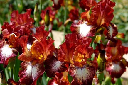 Ирисы с характером: исследуем уникальные оттенки весны