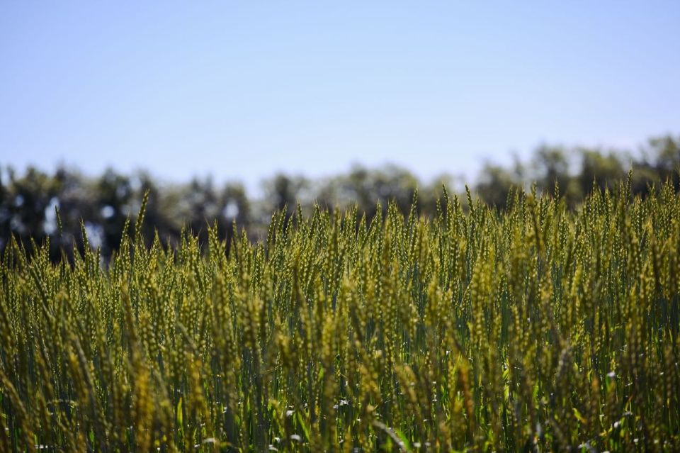 ������ ��������, ��� � ���������� ���� ��������������� ��������� ���������������