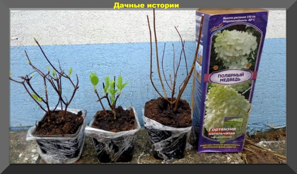 ��� ������� � ��������� ������� ��������� �� �������