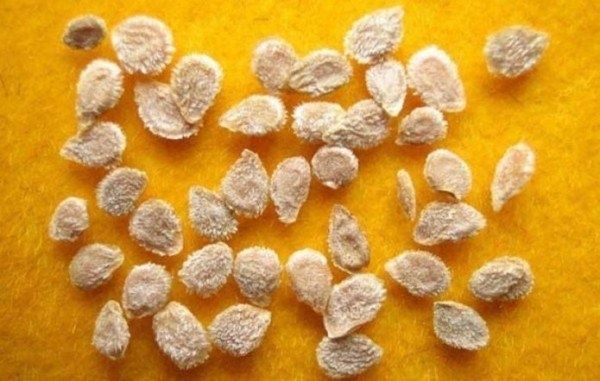 ��� ��������� ��������� ������ ���������: ���������, ���� �������� � ������� ������������