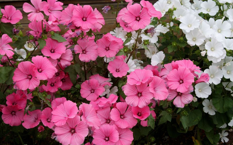 ������ �����: �����, ������� ��������� ������