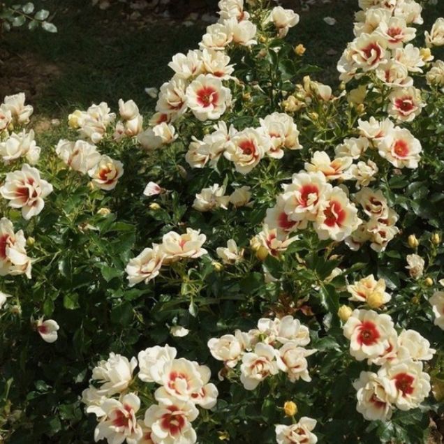 ����-��������: ��������� ����� ��� ���������