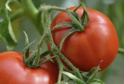 ��� ������ ������� ������� �������: ������� �� ������� �����������