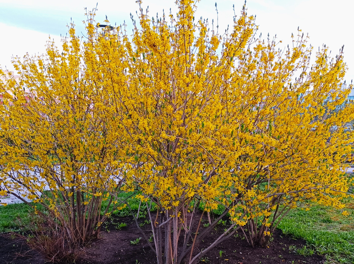 Форзиция: яркие акценты весеннего сада