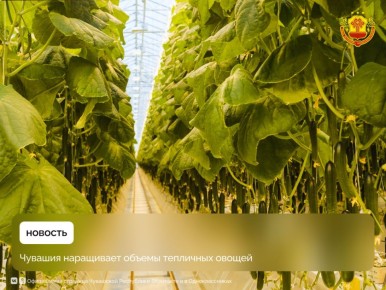 В Чувашии с начала года собрали около 6 тысяч тонн тепличных овощей