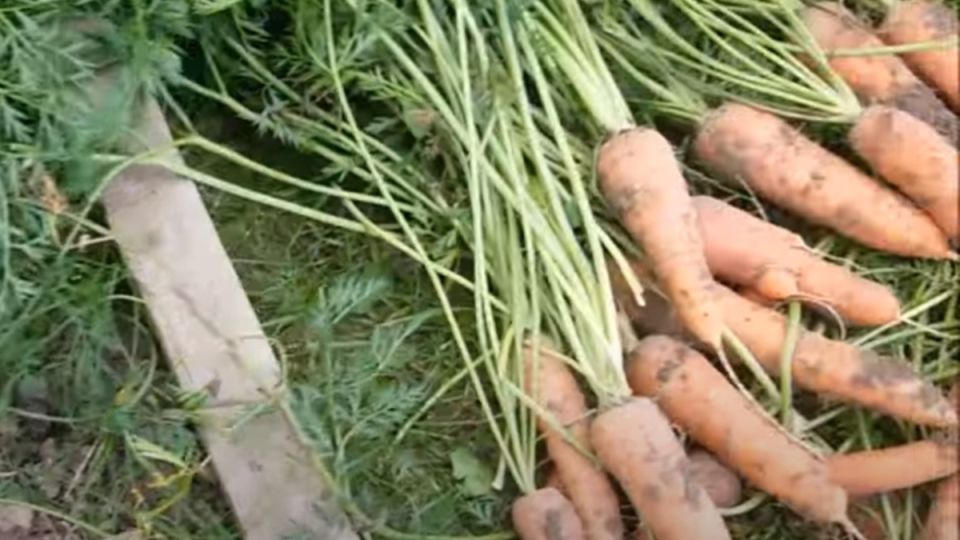 ��� ��������� ����� ������� ������������ ������ ������