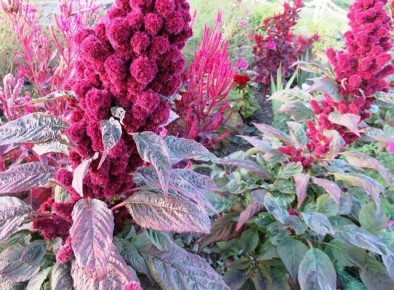 Амарант: как вырастить удивительное растение для цветника и зимних букетов