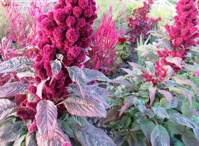 Амарант: как вырастить удивительное растение для цветника и зимних букетов