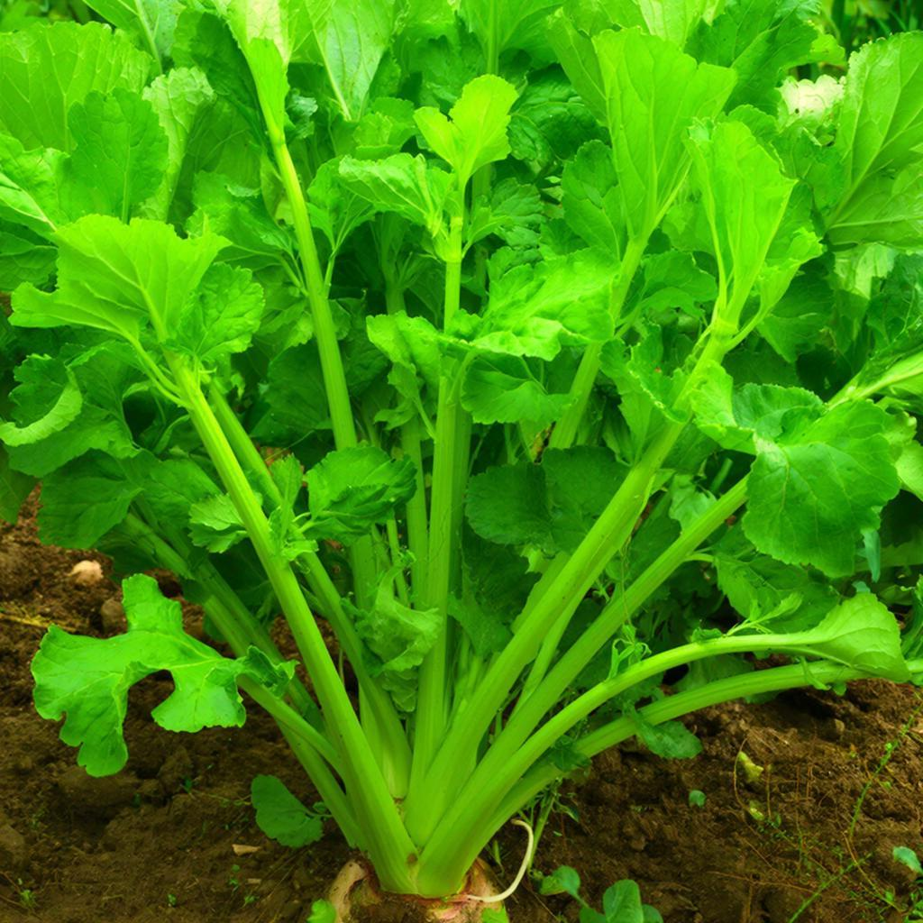 Хрен на участке под контролем: как вырастить без захвата территории