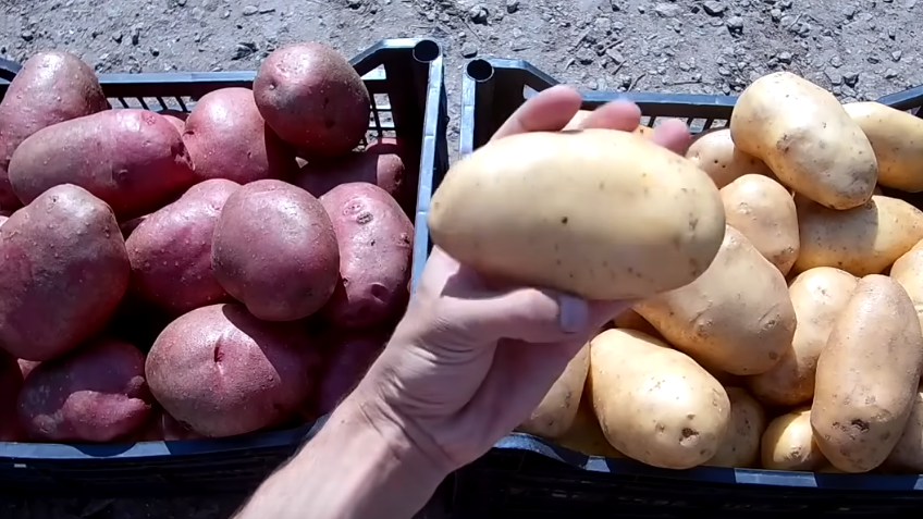 Как увеличить урожай картофеля: секреты широкой посадки