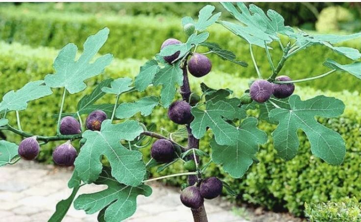 ������������ ������ ��� ������������� ������������