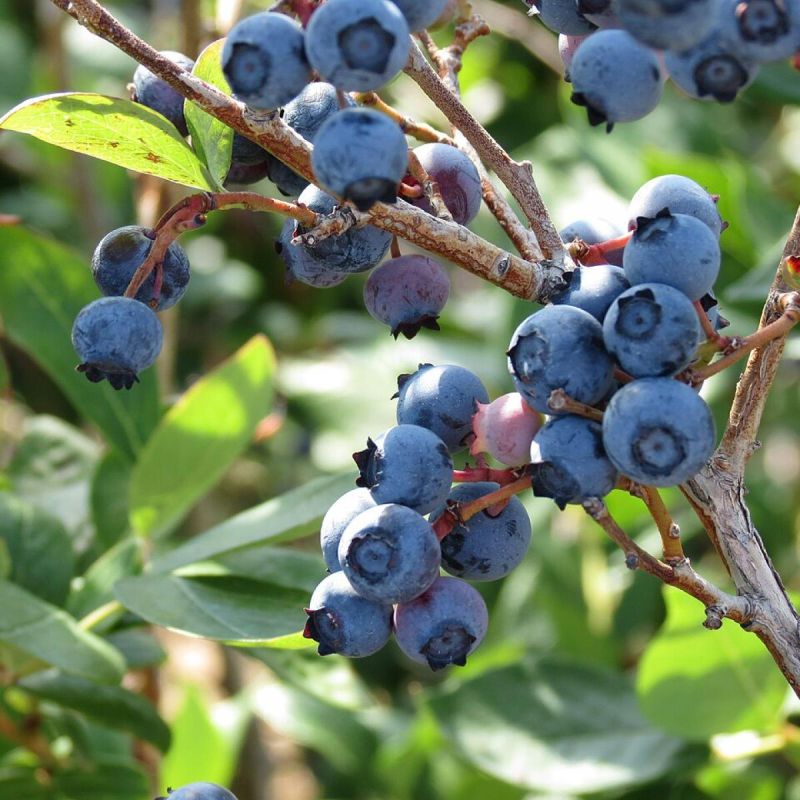 ��� ��������� ������� ��������: ������� ����� ��� �������� ������